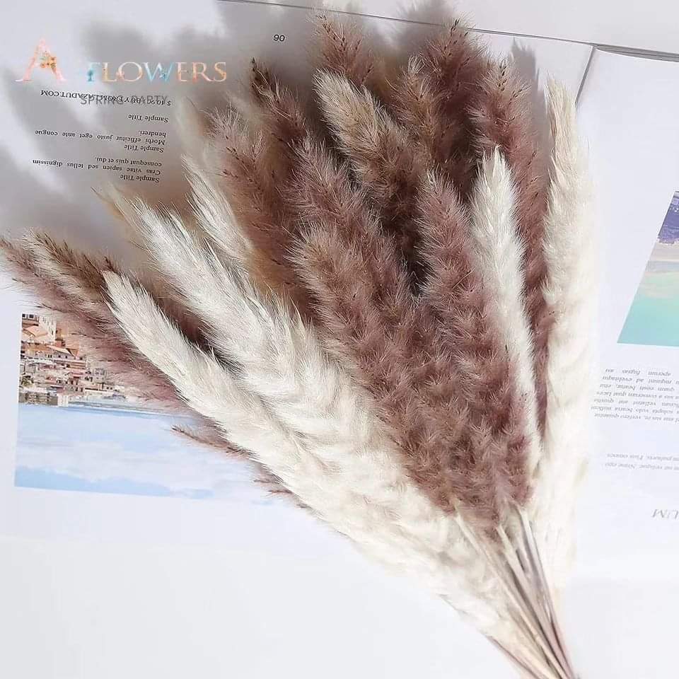 Pampas Grass