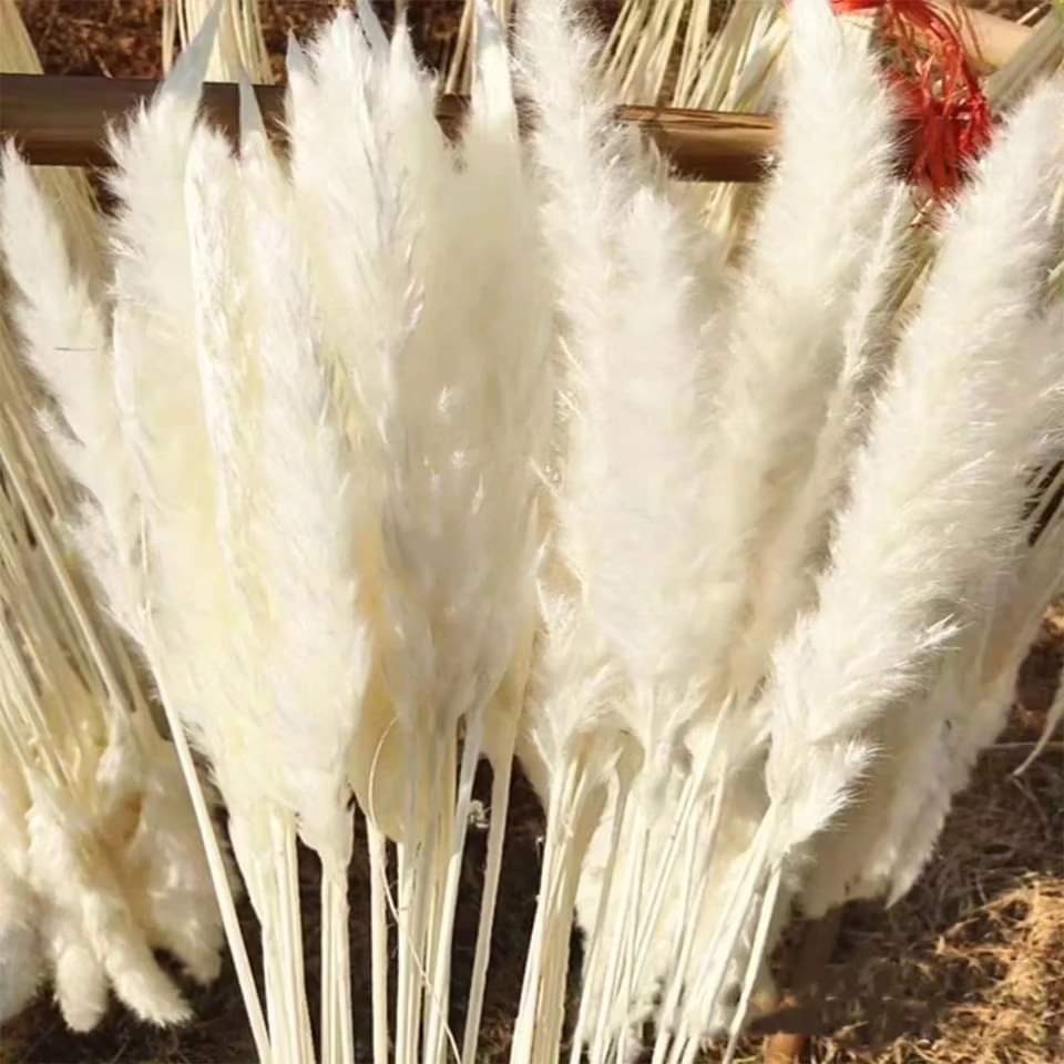 Pampas grass a bunch
