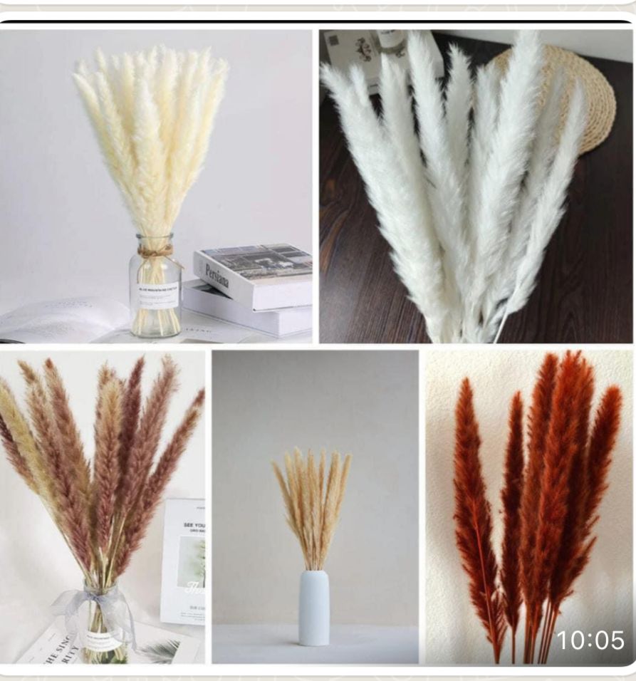10pcs Mini Pampas Grass