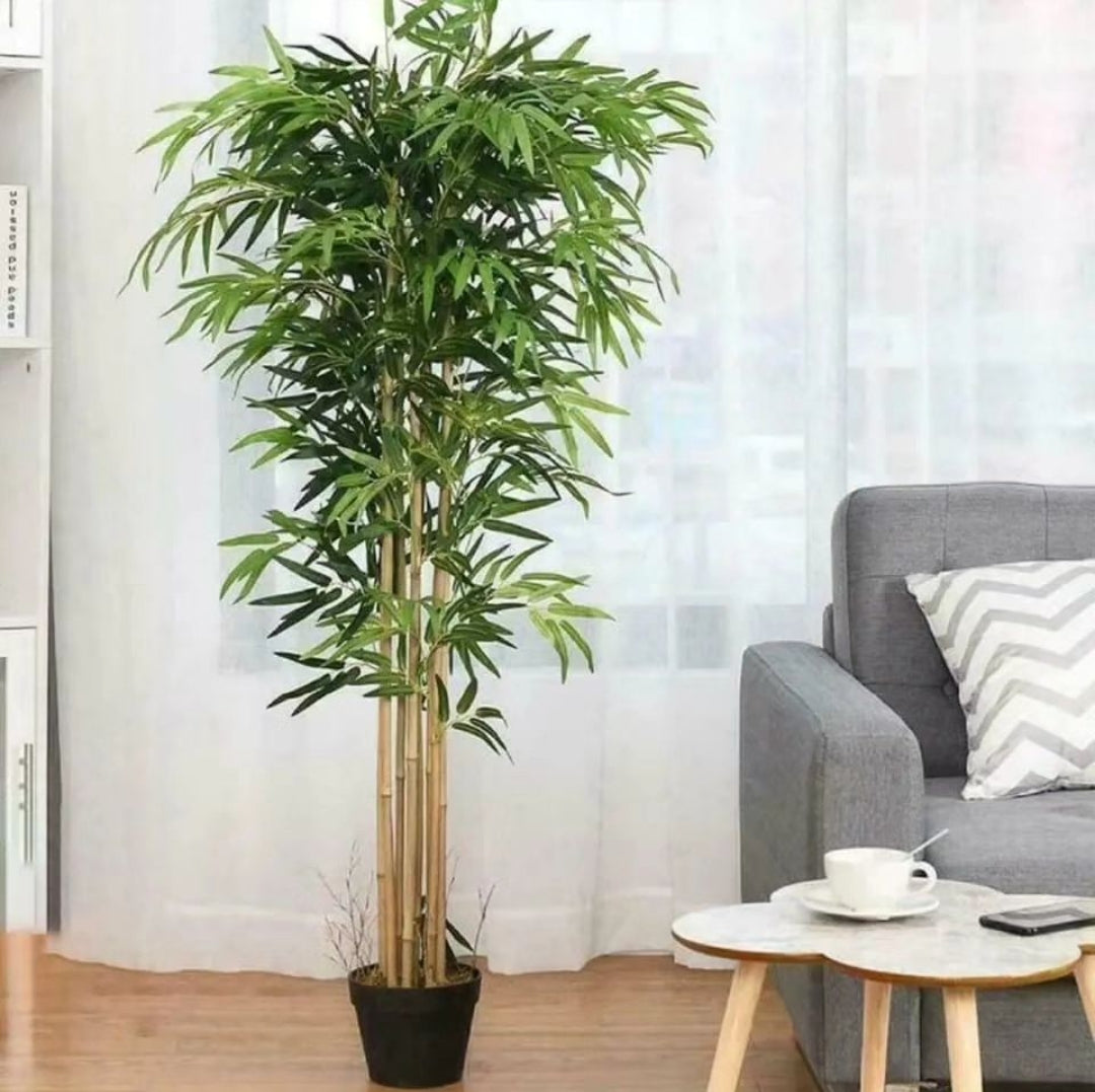 High Quality Potted House Tree