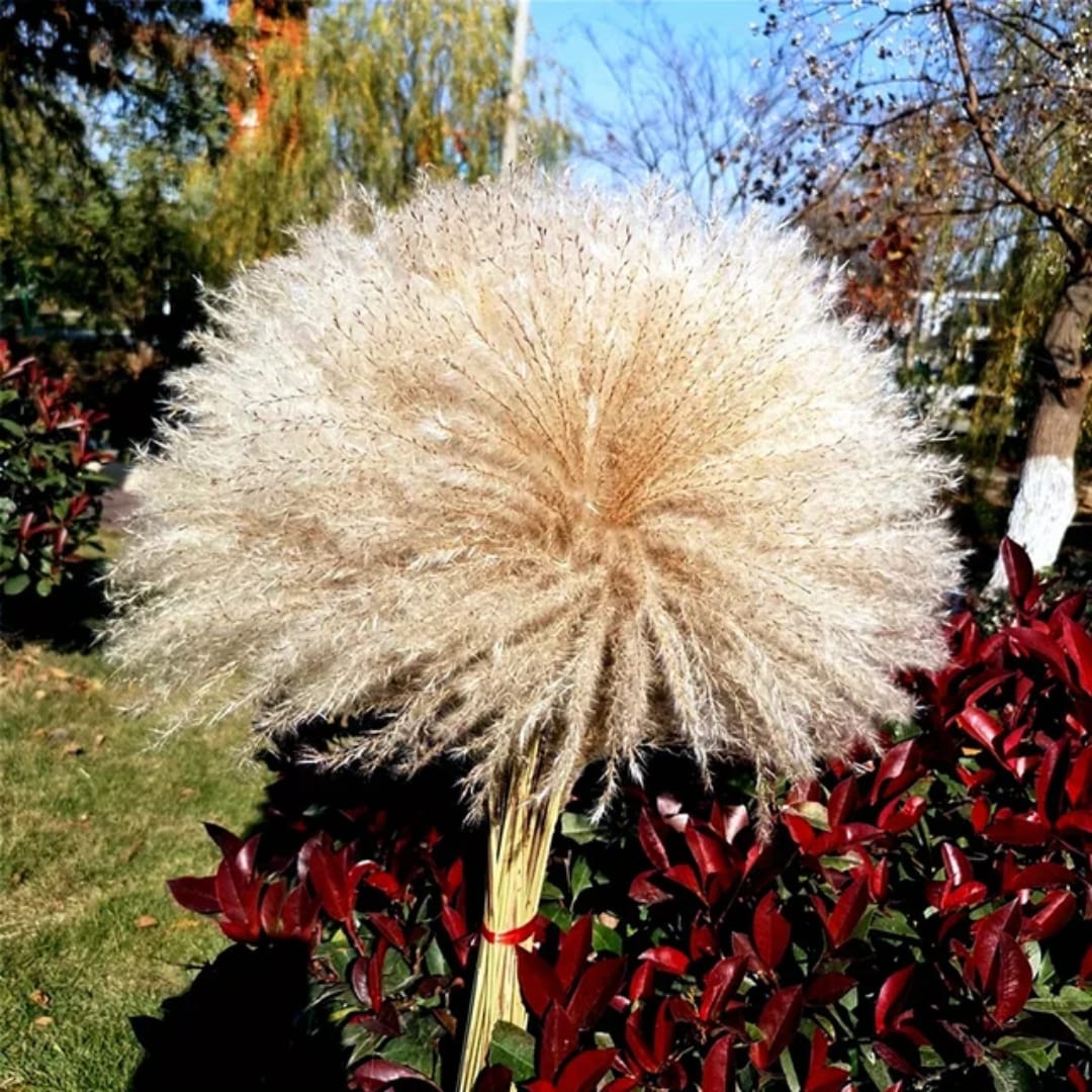 Natural Dried Reed Pampas Grass