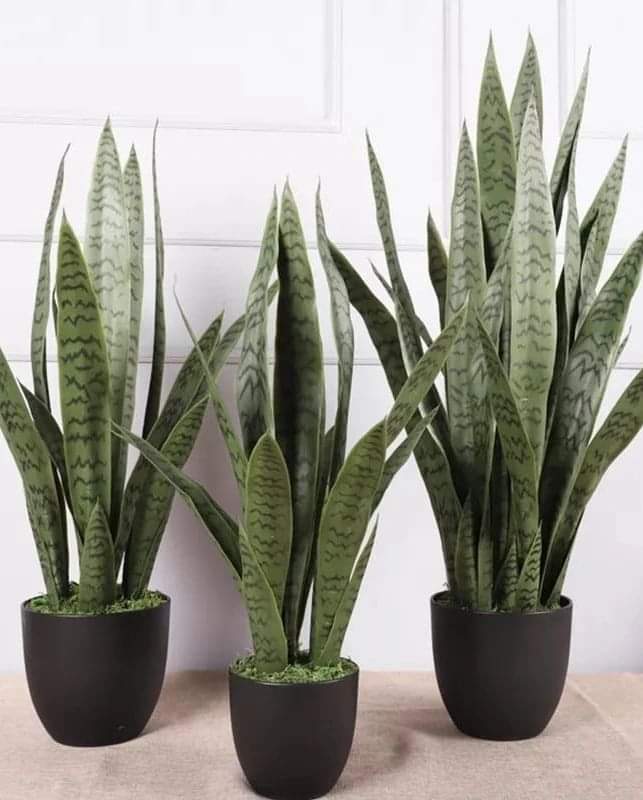Real touch Artificial Snake plant