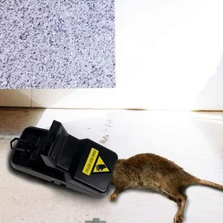 Tomcat heavy duty mouse trap